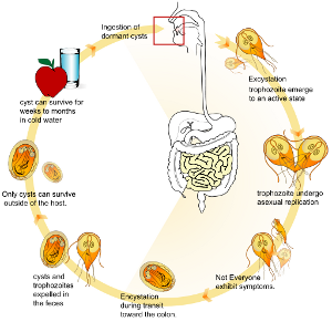 Giardia orvosság, Giardia duodenalis ciclo de vida